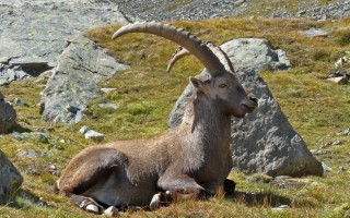 Un bouquetin gracieux se repose un instant en chemin vers la cabane du Weisshorn (2.932 m)