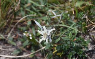 Prägraten - Edelweiss in de omgeving van de Clarahütte